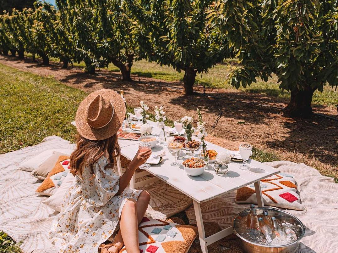 Harvesting Cherries in CherryHill Orchards