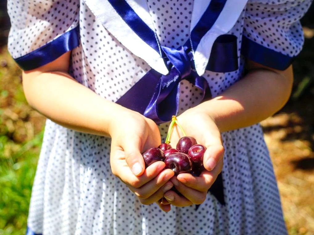 Enjoying Cherry Picking at CherryHill Orchards