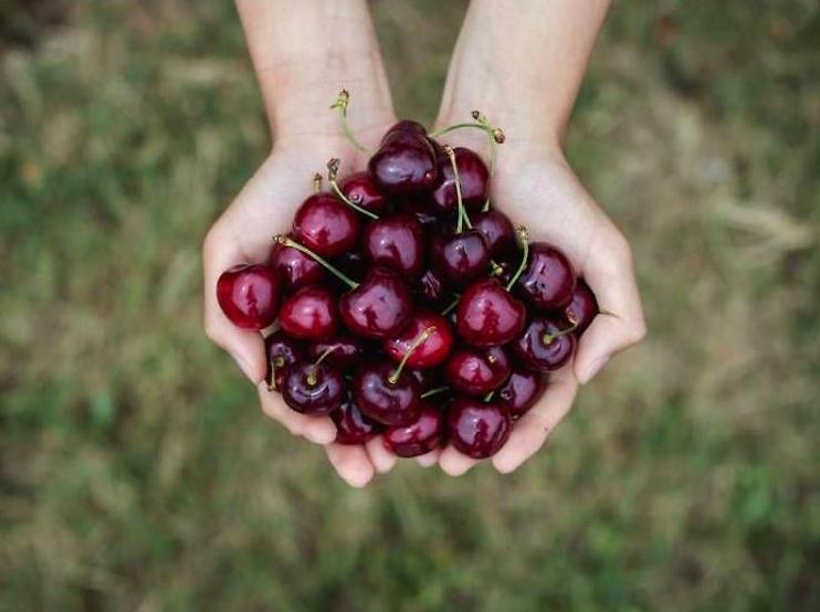 Experience Cherry Picking at CherryHill Orchards