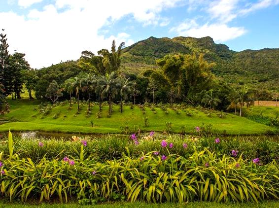 Discover the Southern Ocean's Lush Botanical Delights