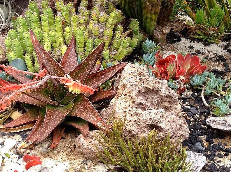 Experience the Beauty of Southern Ocean Botanical Gardens